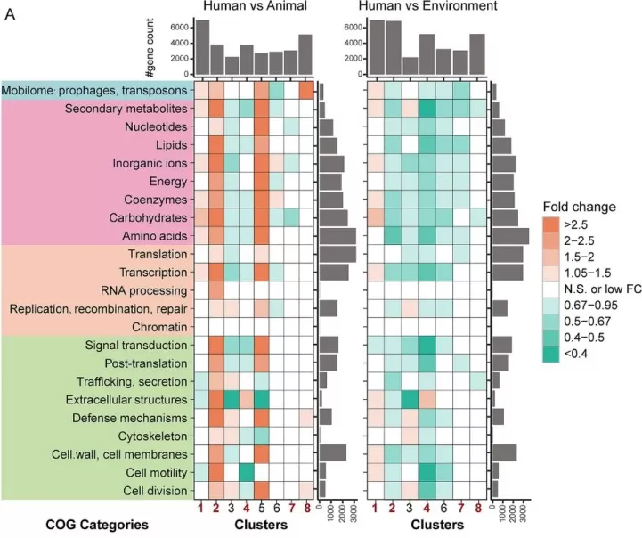 COG categories fold-change differences based on gene counts among bacterial genomes from different hosts and niches